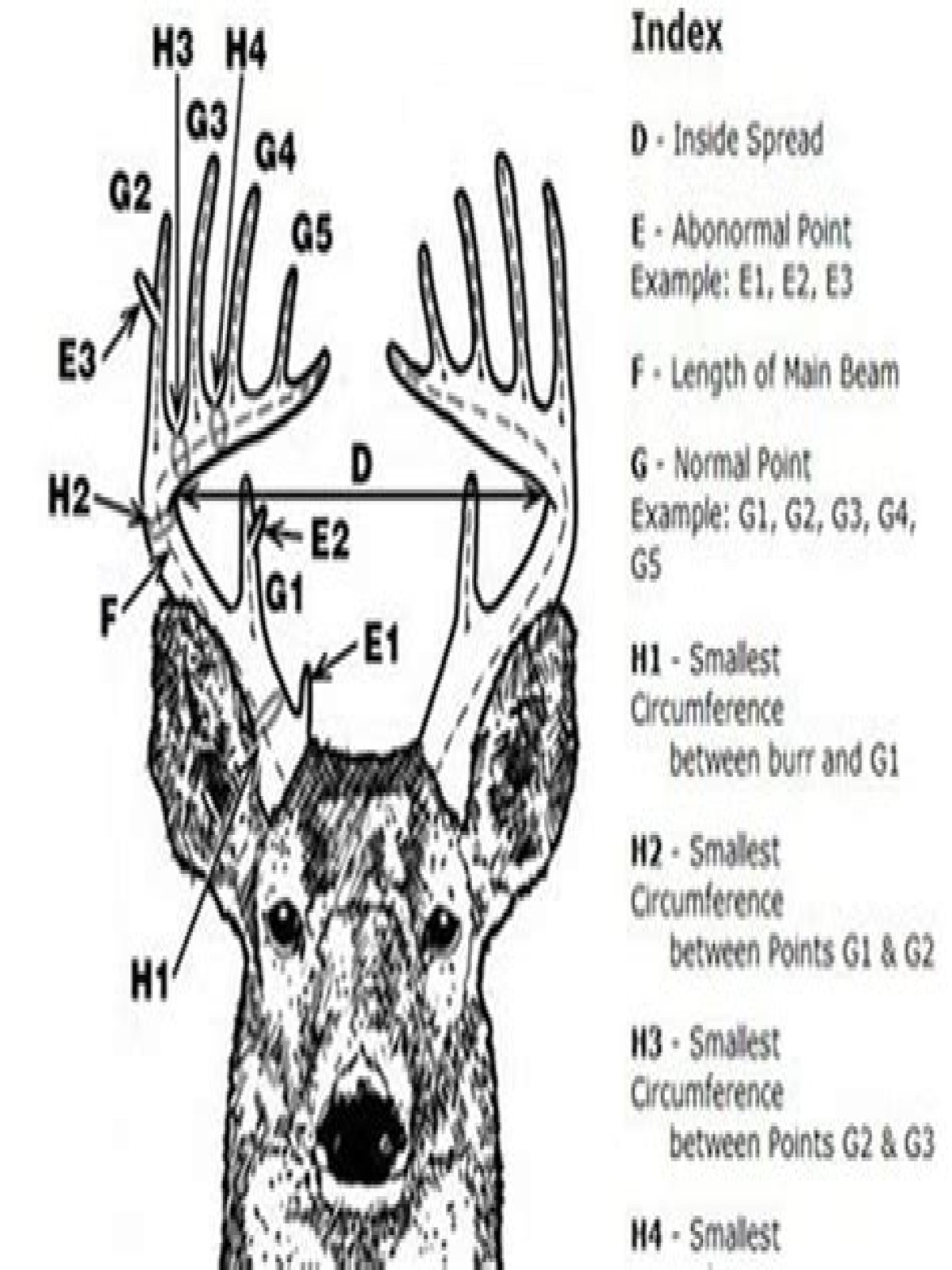 How do you measure deer antlers?
